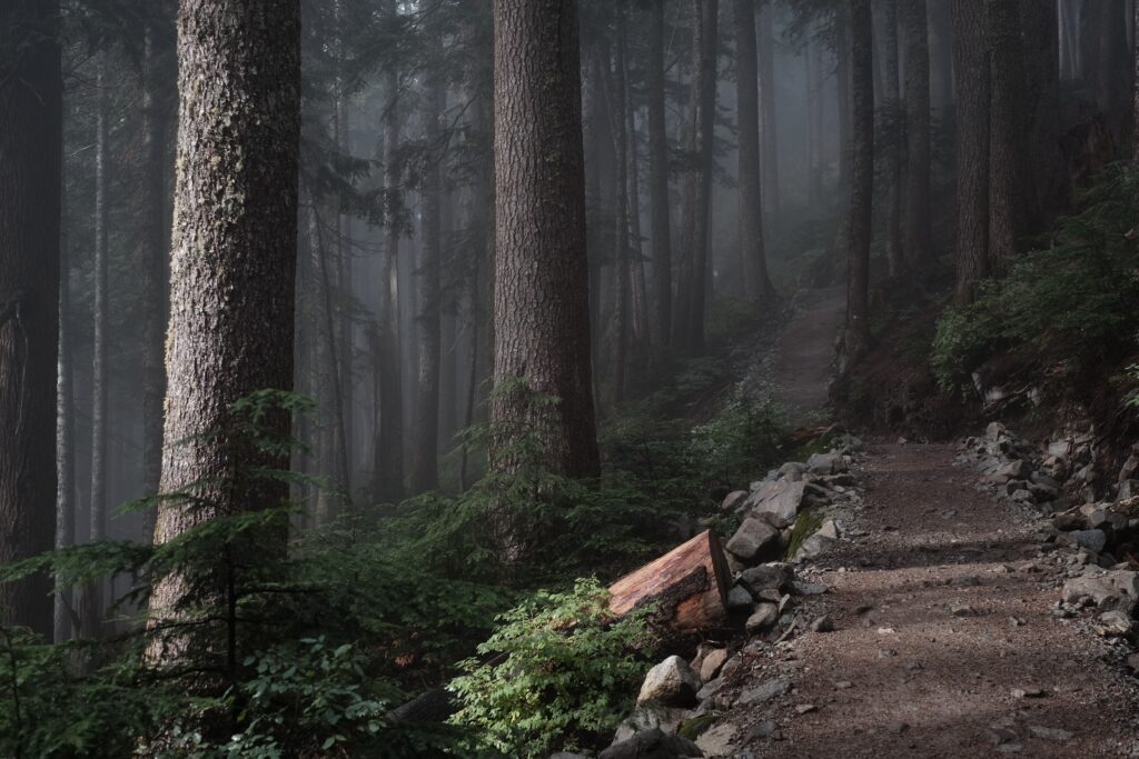 A forest path with a towering trees standing beside it.