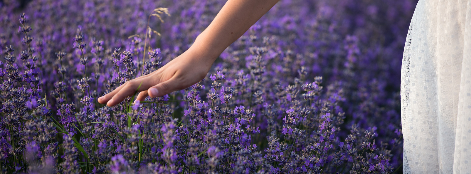 A woman in a dress running her hand over lavender flowers in a lavender field.