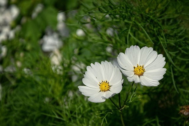 Two white flowers in green grass.