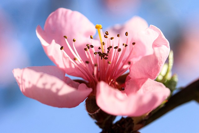 Cherry blossom