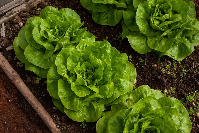 1. Fresh green lettuce growing in a garden.