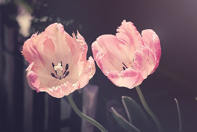 two tulips