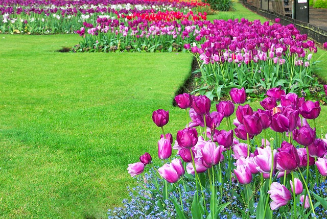 Purple and white tulips blooming in a field.